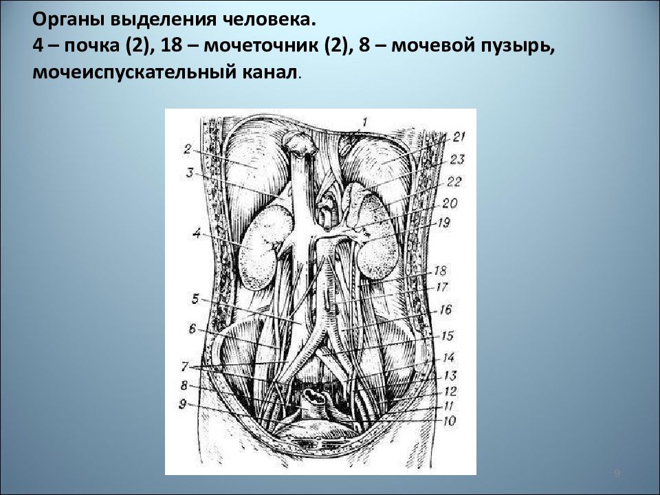 Органы 9. 4 Почки. Выделительный канал.