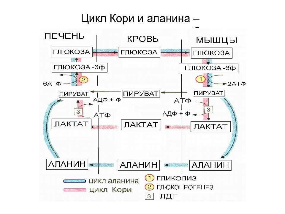 Превращение глюкозы в печени. Глюкозо-лактатный цикл цикл кори реакции. Цикл кори глюконеогенез. Цикл кори и глюкозо-аланиновый цикл биохимия. Цикл кори и аланина.