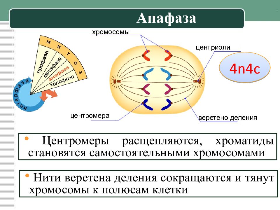 Полюса клетки. Центриоли Веретено деления. Хроматиды соединены с нитями веретена деления с помощью. Центромера и Веретено деления. Веретено деления клетки.