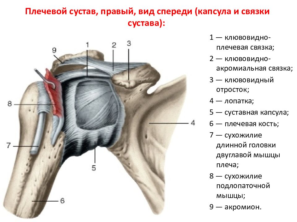 2 Клювовидно плечевая мышца