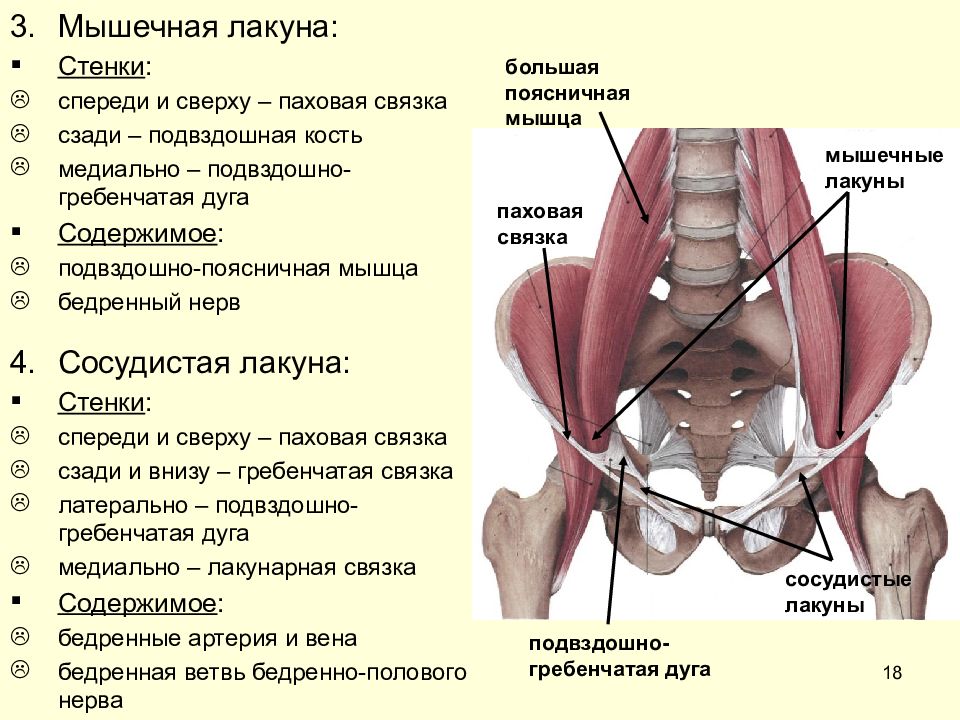 Мышцы бедра и поясницы