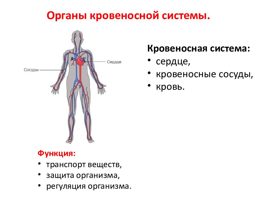 Схема кровеносная система человека 4 класс окружающий мир