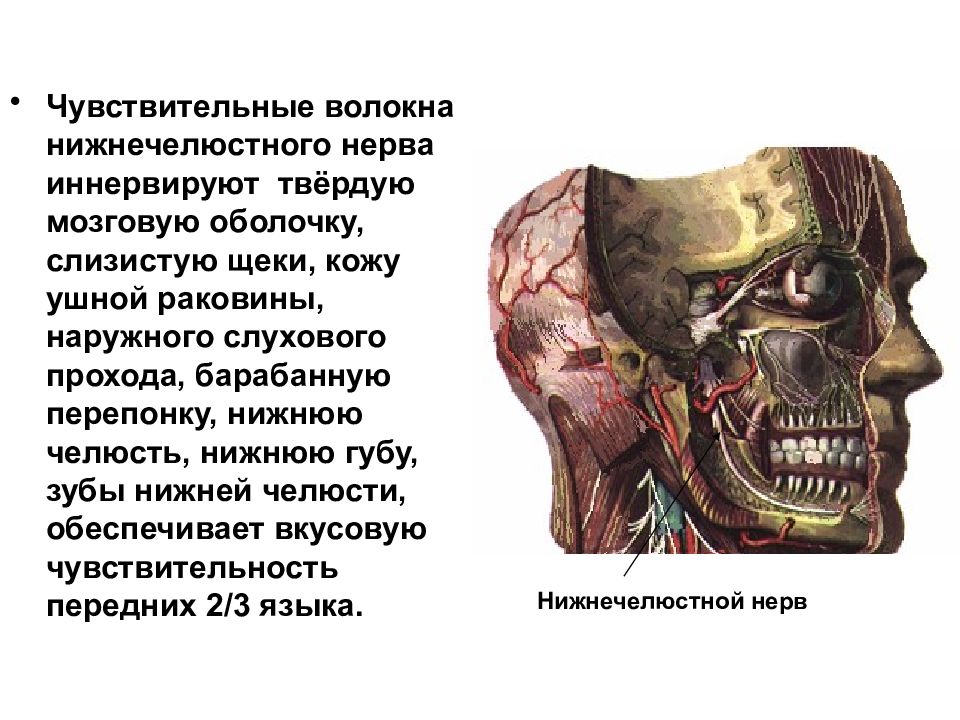 зона иннервации нижнечелюстного нерва. нижнечелюстной нерв. иннервация жевательных мышц схема. нижнечелюстной нерв иннервирует. нижнечелюстной нерв иннервирует.