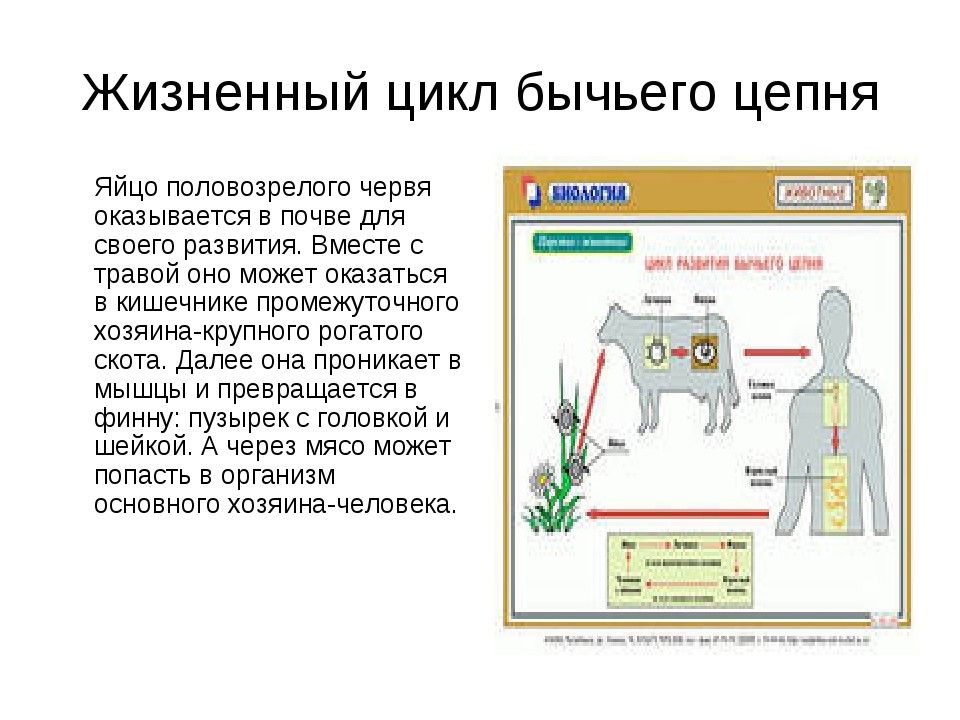 Схема цикла развития бычьего цепня