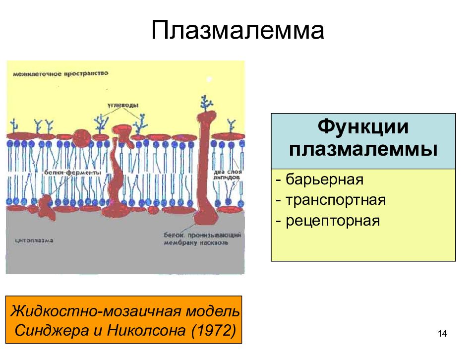 Плазмалемма. Схема плазмалеммы с функциональной принадлежностью белков. Структурно-функциональная организация плазмалеммы;. Функции плазмалеммы. Плазмалемма функции.