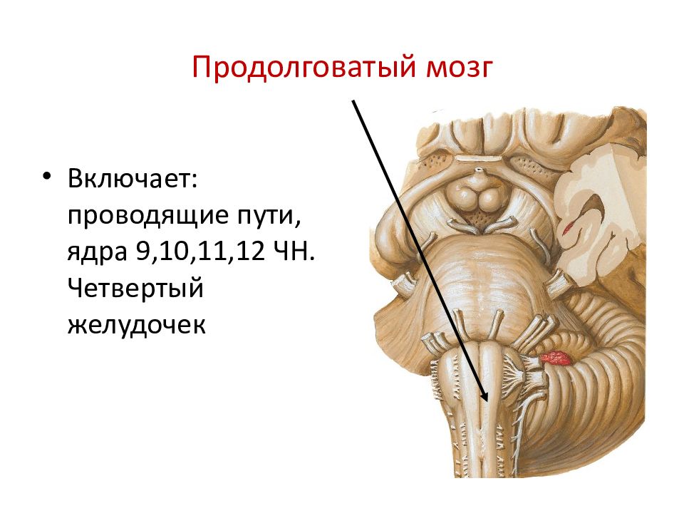 Продолговатый мозг участвует в. Мост.продолговатый мозг.4 желудочек. Продолговатый мозг. Схема наружного строения продолговатого мозга. Наружное строение продолговатого мозга.