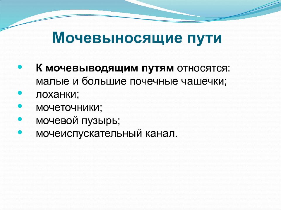 Что относится к верхним мочевым путям. Нижним мочевым путям относятся:. Мочевыносящие пути последовательность. Какие есть мочевыносящие пути.