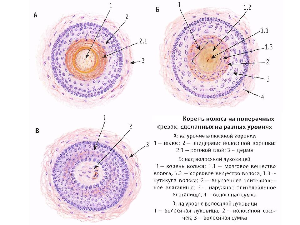 Кожа и ее производные