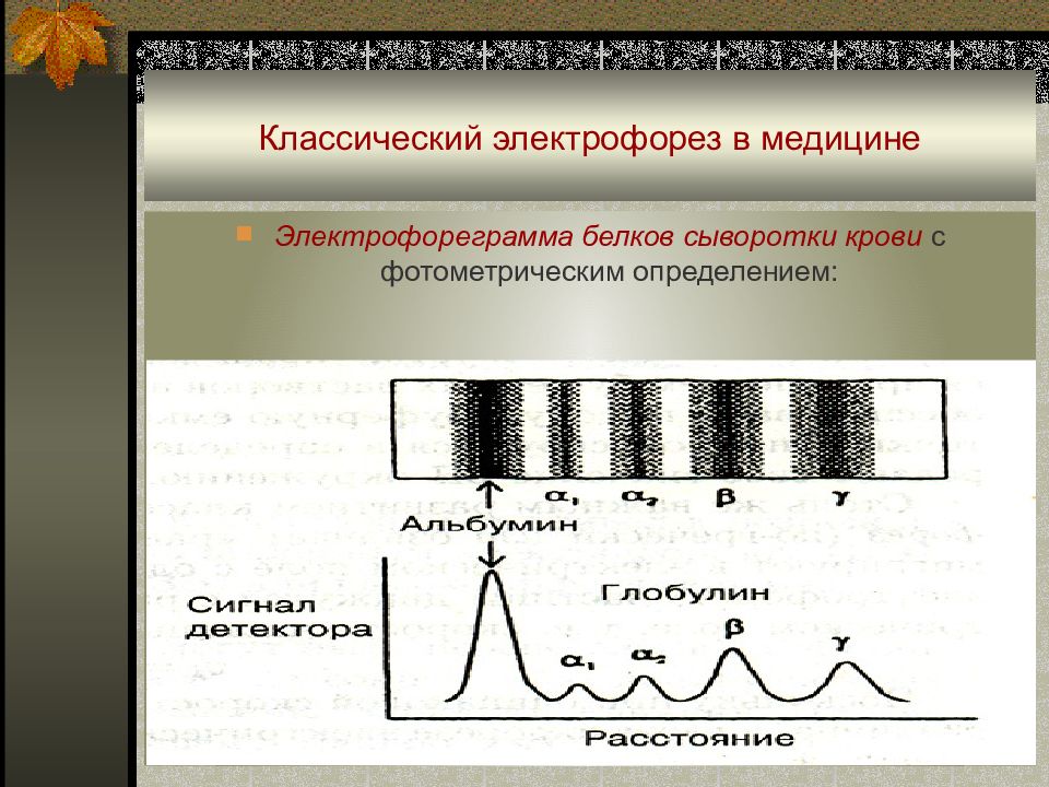 Электрофорез белков