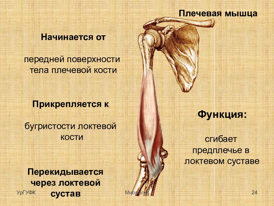 Начало и прикрепление мышц. Плечевая мышца прикрепление функции. Гребень малого бугорка плечевой кости мышца. Мышцы плечевого пояса начало прикрепление. Крепление мышц к плечевой кости.