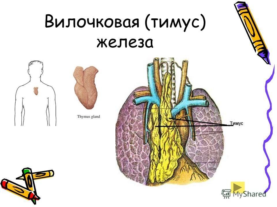 Зобная железа. Тимус анатомия человека. Вилочковая железа анатомия. Тимус вилочковая железа является железой внутренней секреции. Вилочковая железа анатомия рисунок.