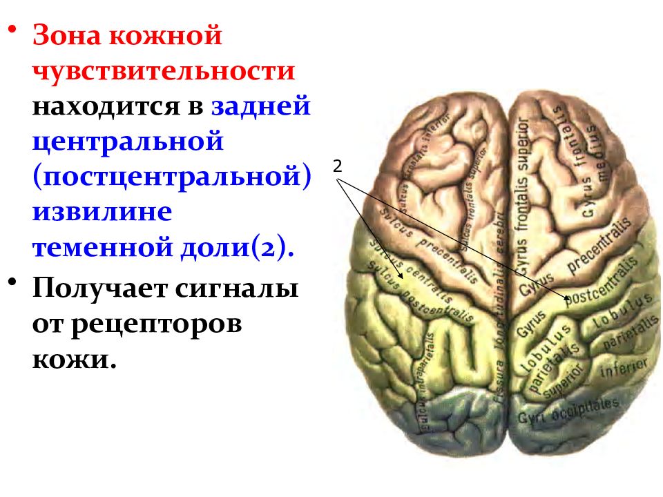 Кожно мышечная чувствительность. Постцетральная извилина теменноойдоли. Постцентральная зона коры головного мозга. Задняя Центральная извилина теменной доли анализатор. Задняя Центральная извилина коры головного мозга.