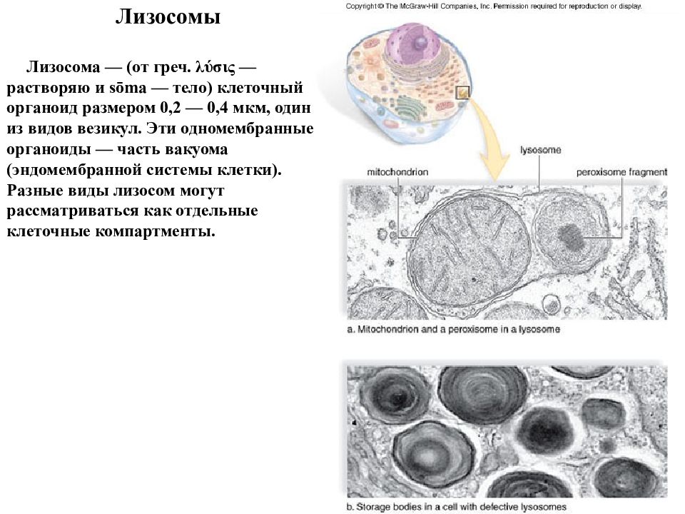 Лизосомы отсутствуют в клетках. Лизосомы строение гистология. Классификация лизосом. Лизосомы строение под микроскопом. Разновидности лизосом.