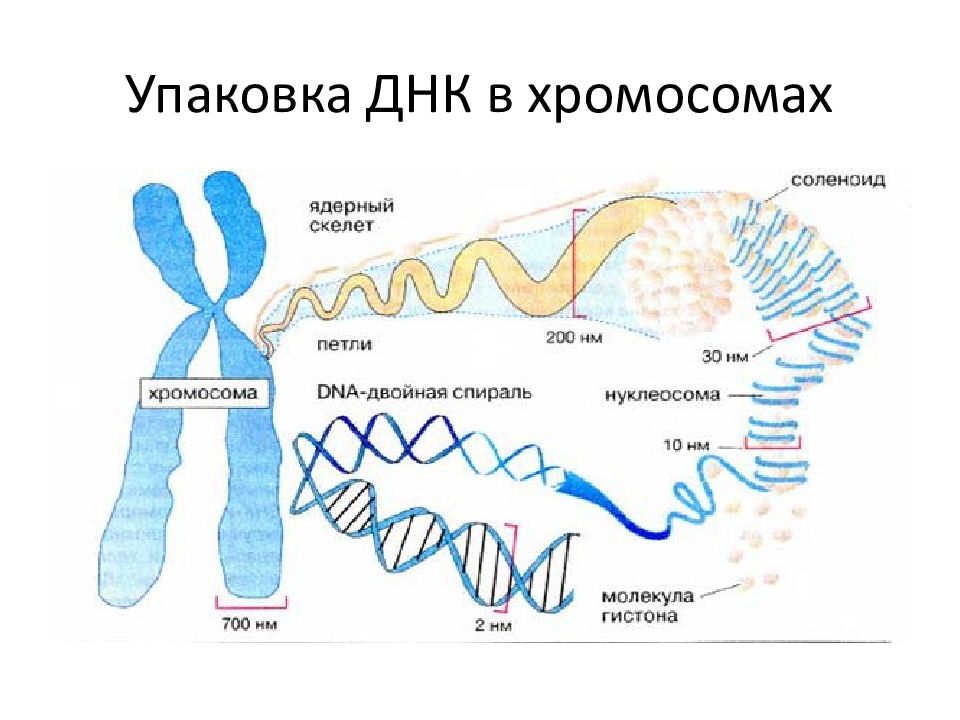 Белки в хромосомах. Схема упаковки ДНК В хромосоме. 4 Уровня упаковки ДНК В хромосоме. Этапы упаковки ДНК В хромосомы. Упаковка ДНК В хромосомах у эукариот.