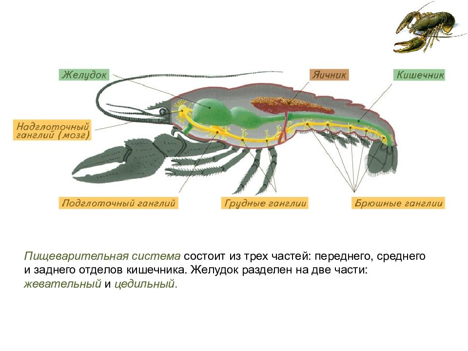 Органы выделения ракообразных