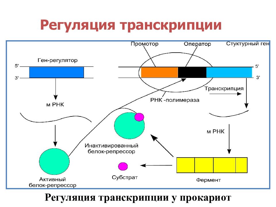 Рнк и белки эукариот