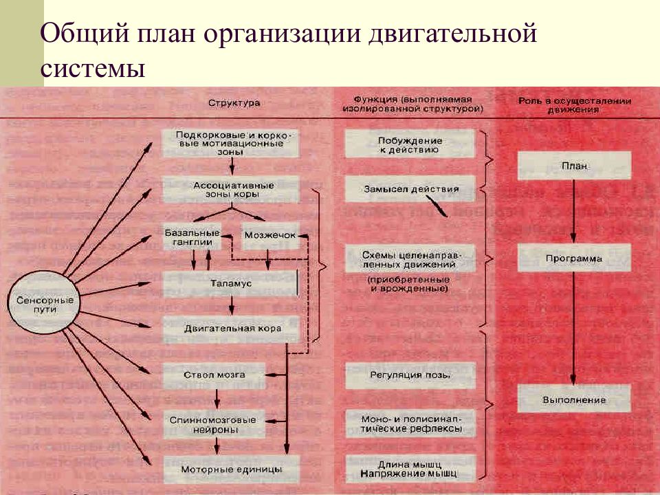 Физиология движений презентация