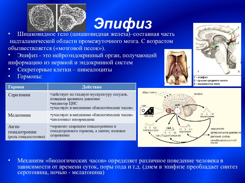 Нарушение эпифиза. Функции эпифиза гистология. Источник развития эпифиза. Эмбриогенез эпифиза. Схема строения эпифиза.