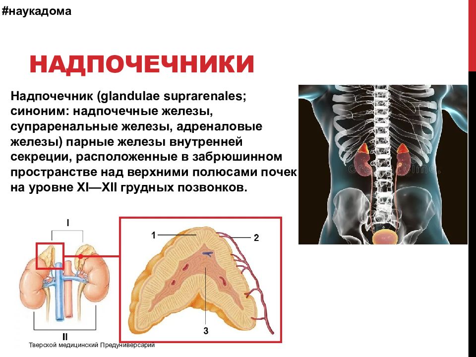 Надпочечники пространство. Надпочечники строение и расположение. Где находятся надпочечники. Надпочечники расположение. Функциональная анатомия надпочечников.