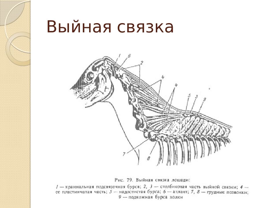 Область шеи животных. Выйная связка КРС. Выйная связка лошади анатомия. Выйная связка коровы анатомия. Выйная область шеи у животных.