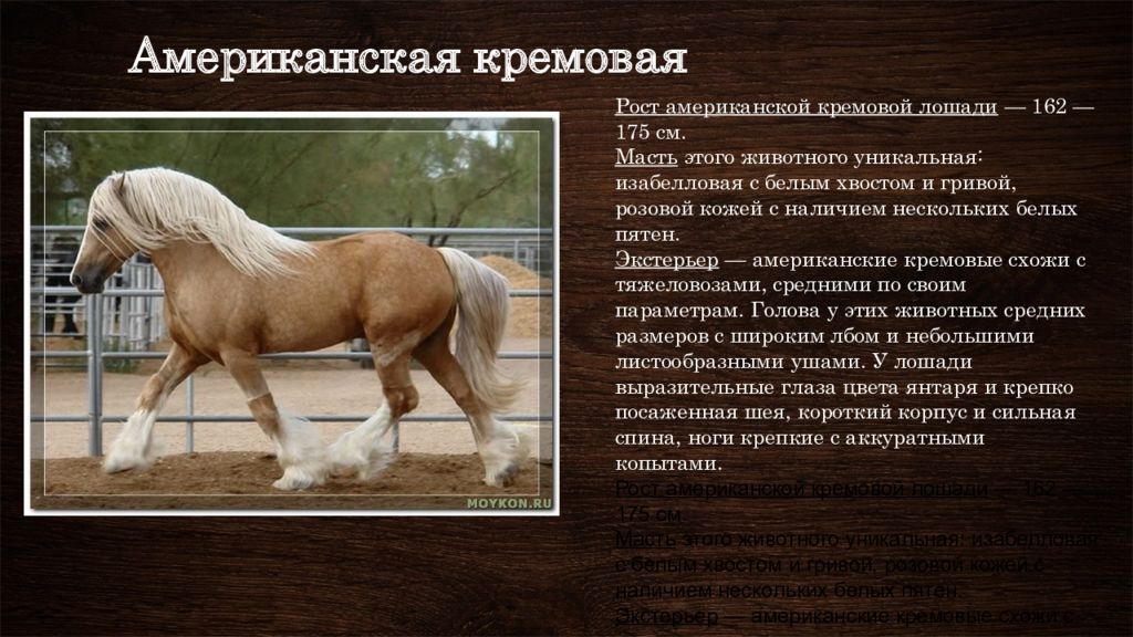 Сообщение о лошади 3 класс. Породы лошадей характеристика. Лошадь краткое описание. Породы лошадей с фотографиями. Лошадь для презентации.