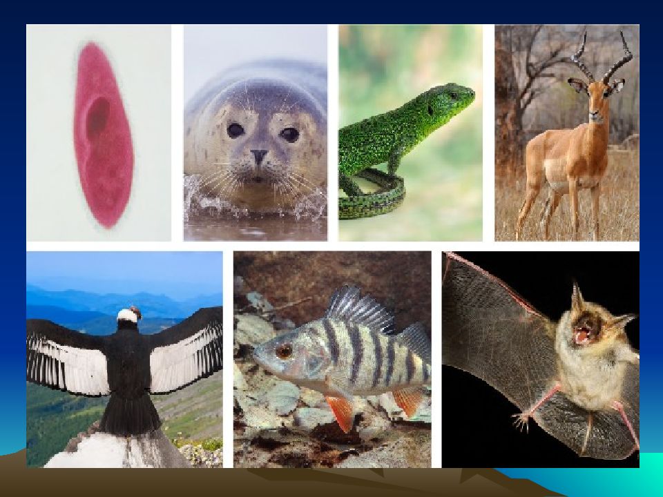 Ни одно живое существо. Многообразие живых организмов животные. Разнообразные живые организмы. Разнообразие видов животных на земле. Живые существа.