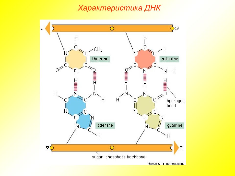 Днк рнк атф