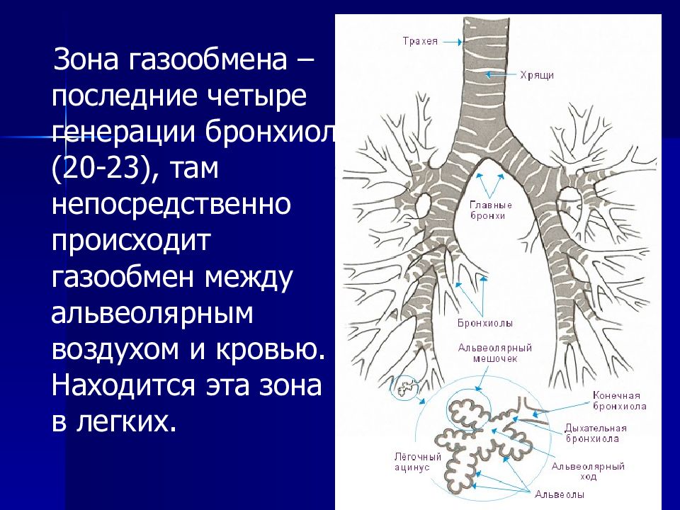 Бронхиолы стенка. Легочный газообмен физиология. Бронхиолы и альвеолы строение. Газообмен между альвеолярным воздухом и кровью физиология. Бронхиолы строение и функции.