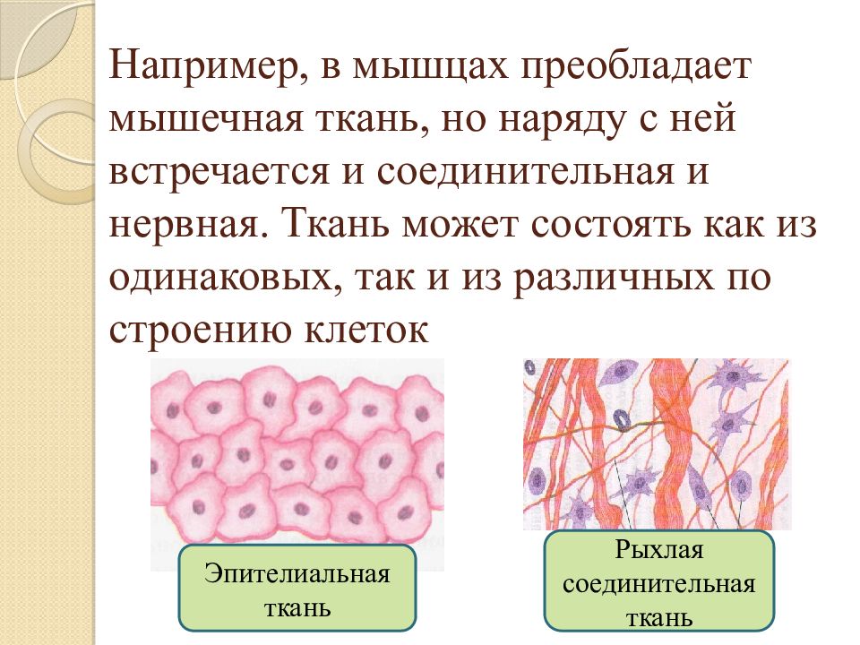 Соединительная ткань какие. Эпителиальная и соединительная ткань. Эпителиальная ткань и соединительная ткань строение. Ткани животных эпителиальная соединительная мышечная нервная. Строение и функции эпителиальной и соединительной ткани.