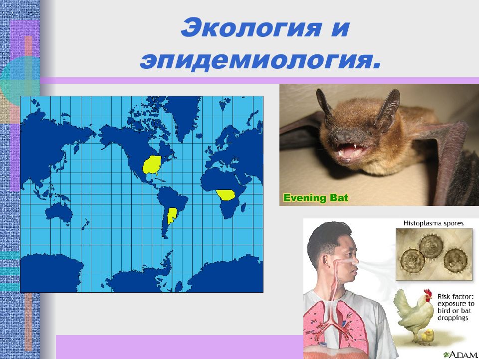 Возбудители грибковых инфекций презентация