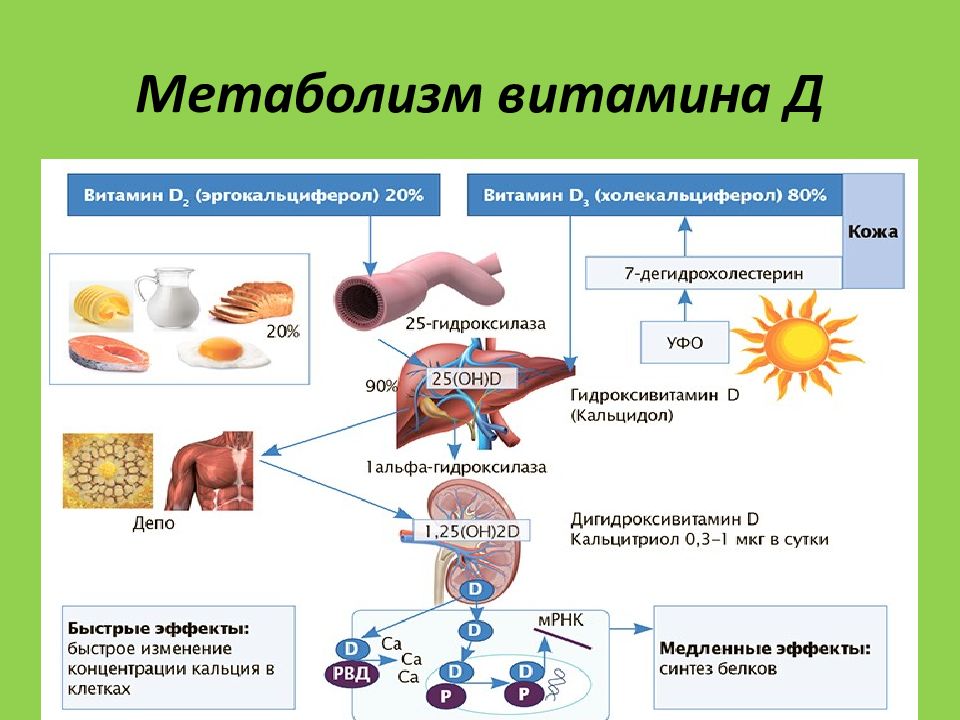 Механизм развития рахита схема