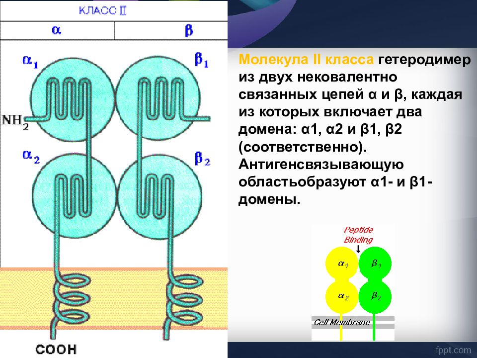 Главный комплекс гистосовместимости презентация