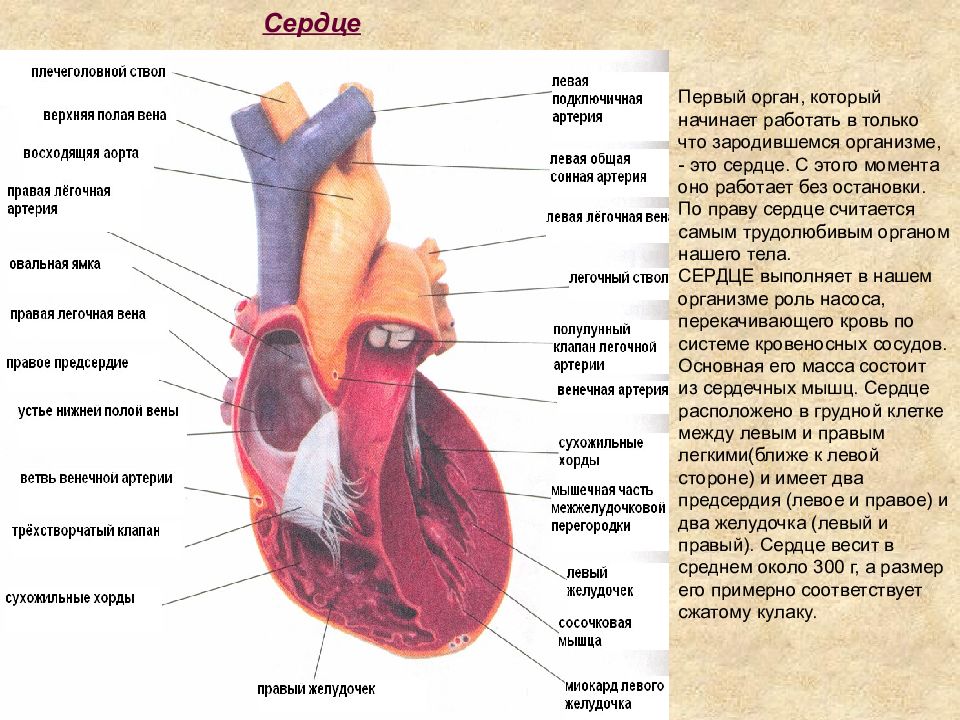 Легочный ствол анатомия. Сердце в организме. Легочный ствол сердца. Части тела сердце.