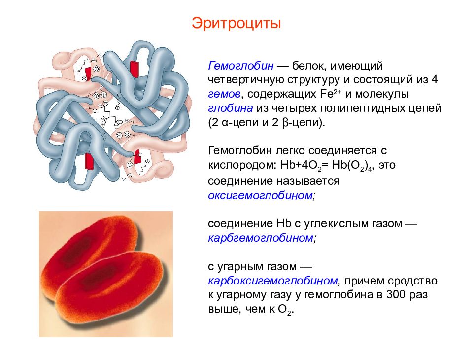 Презентация кровь пименов