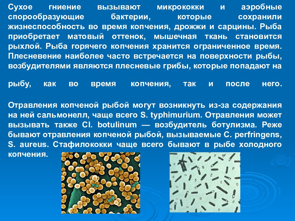 Микроорганизмы продуктов. К спорообразующим микроорганизмам относятся. Спорообразующие возбудители бактериальных инфекций. К спорообразующим бактериям относятся. Спорообразующие бактерии почвы.