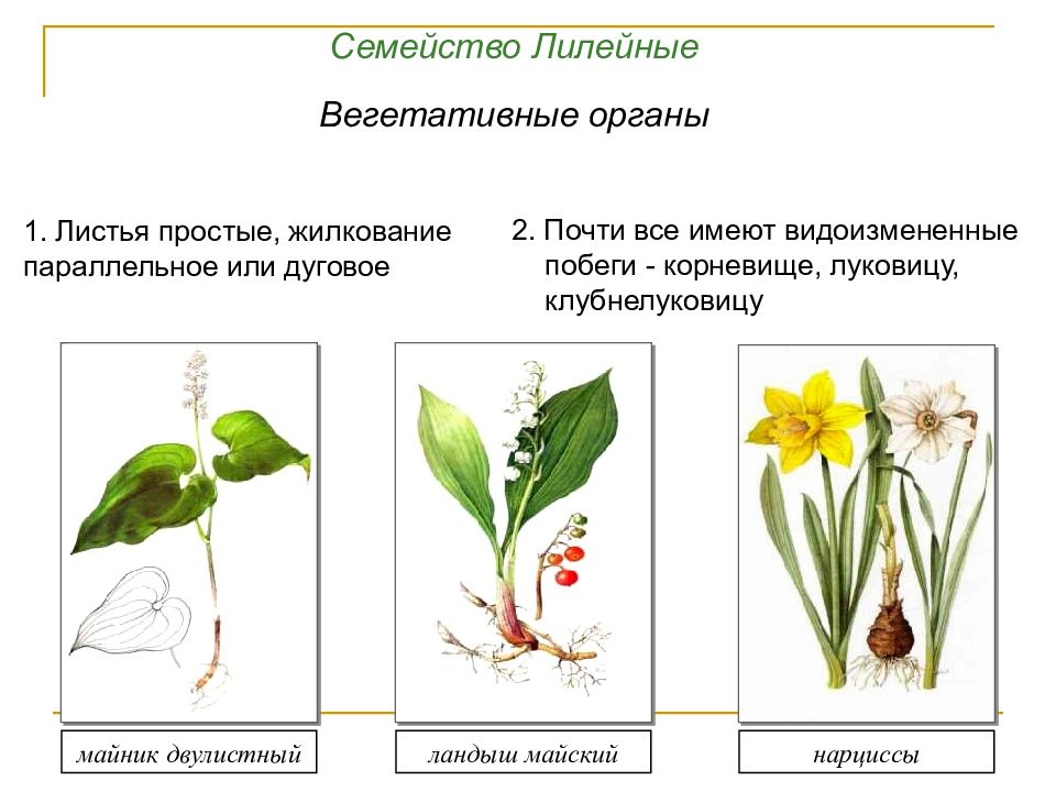 Семейство лилейные презентация 7 класс