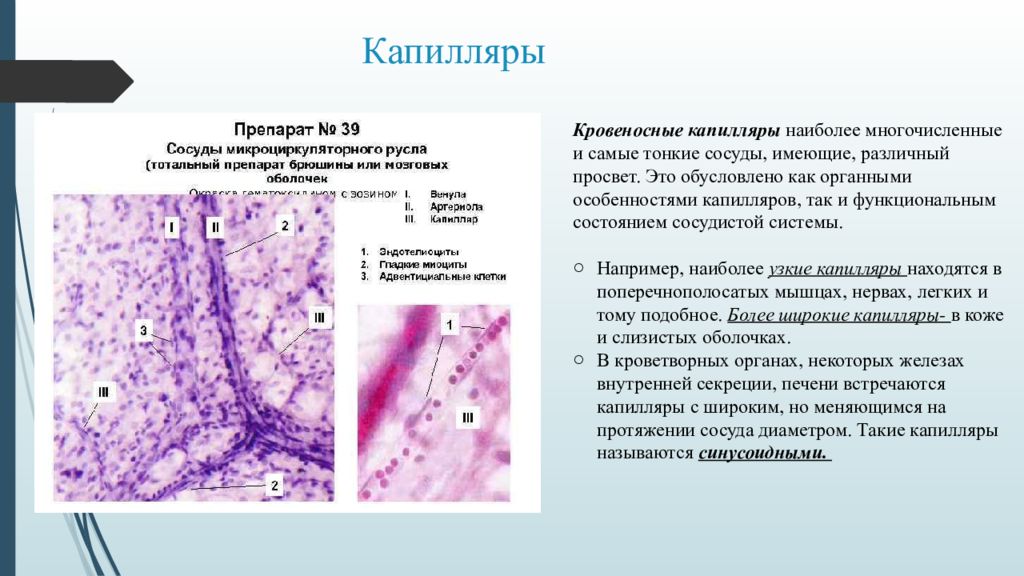 Микроциркуляторное русло презентация