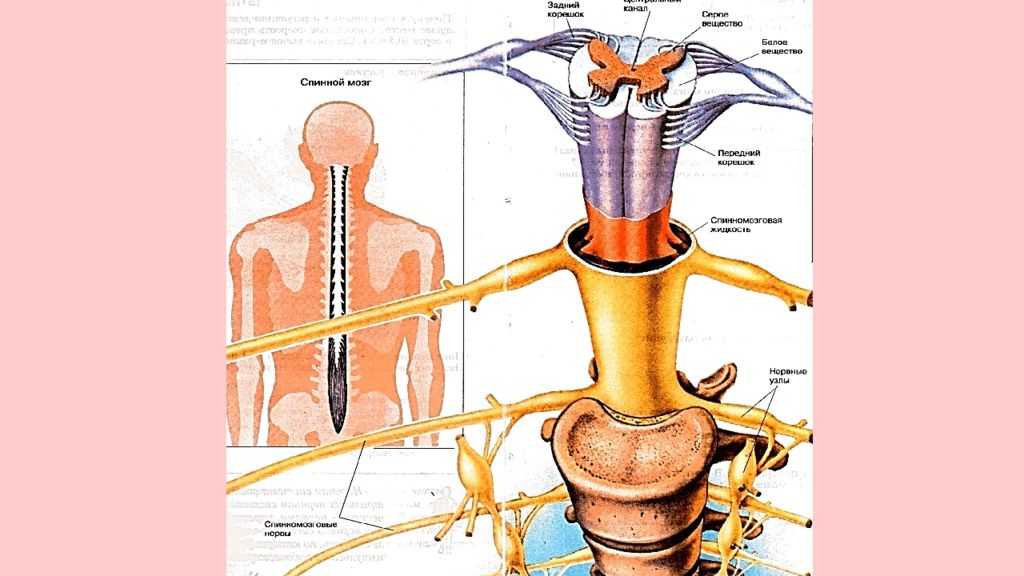 Нервная система пропедевтика презентация