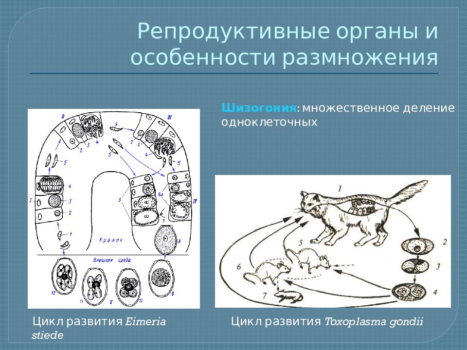 В процессе эволюции паразитический образ. Множественное деление шизогония паразиты. Цикл развития оксиуроза. Циклы развития паразитических одноклеточных. Жизненный цикл токсоплазмы шизогония.