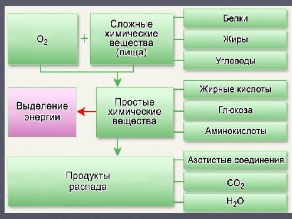 Основной обмен презентация