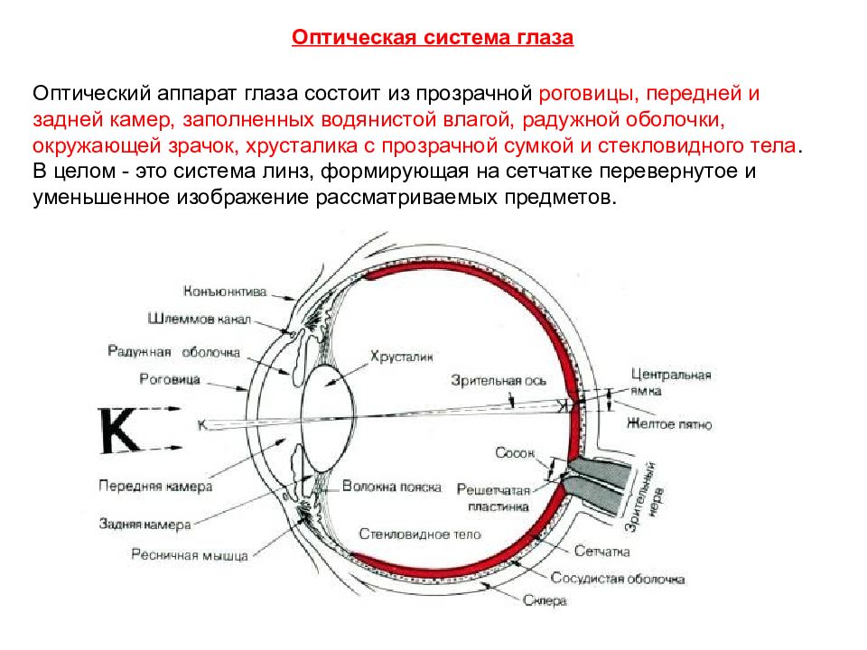 Где и какие изображения предметов дает оптическая система глаза