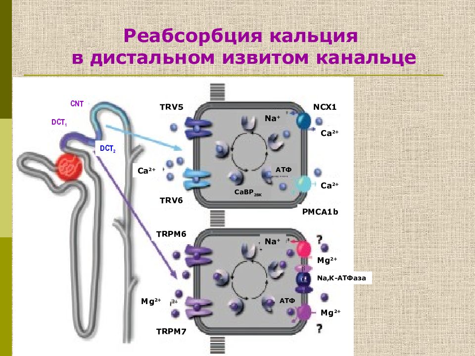 Обмен кальция презентация