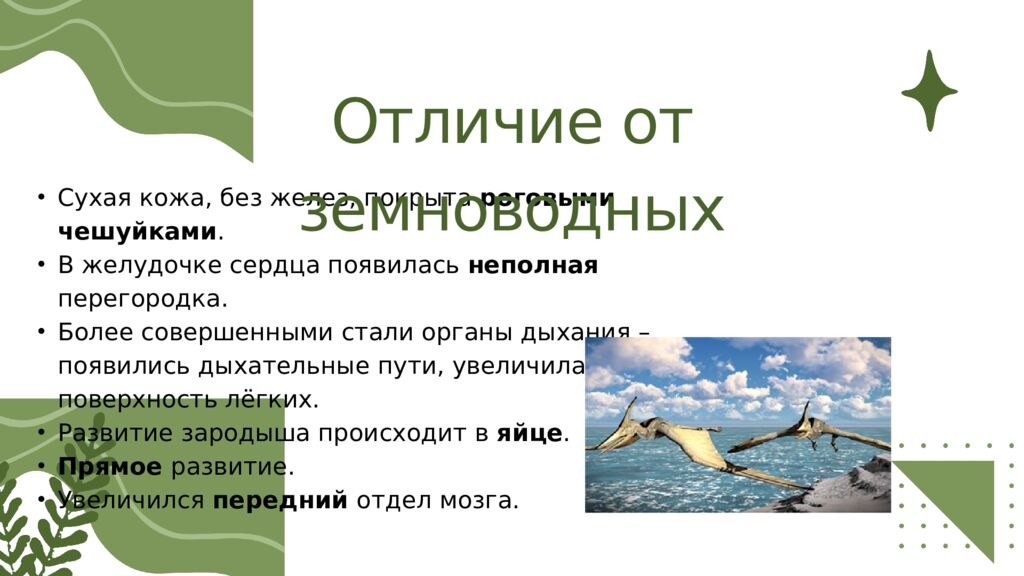 Общая характеристика пресмыкающихся