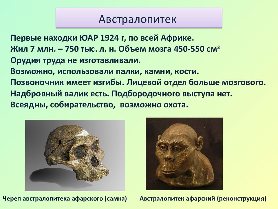 Карта расселения австралопитеков. Где был найден австралопитек. Где был найден австралопитек. Где был найден австралопитек. Где был найден австралопитек.