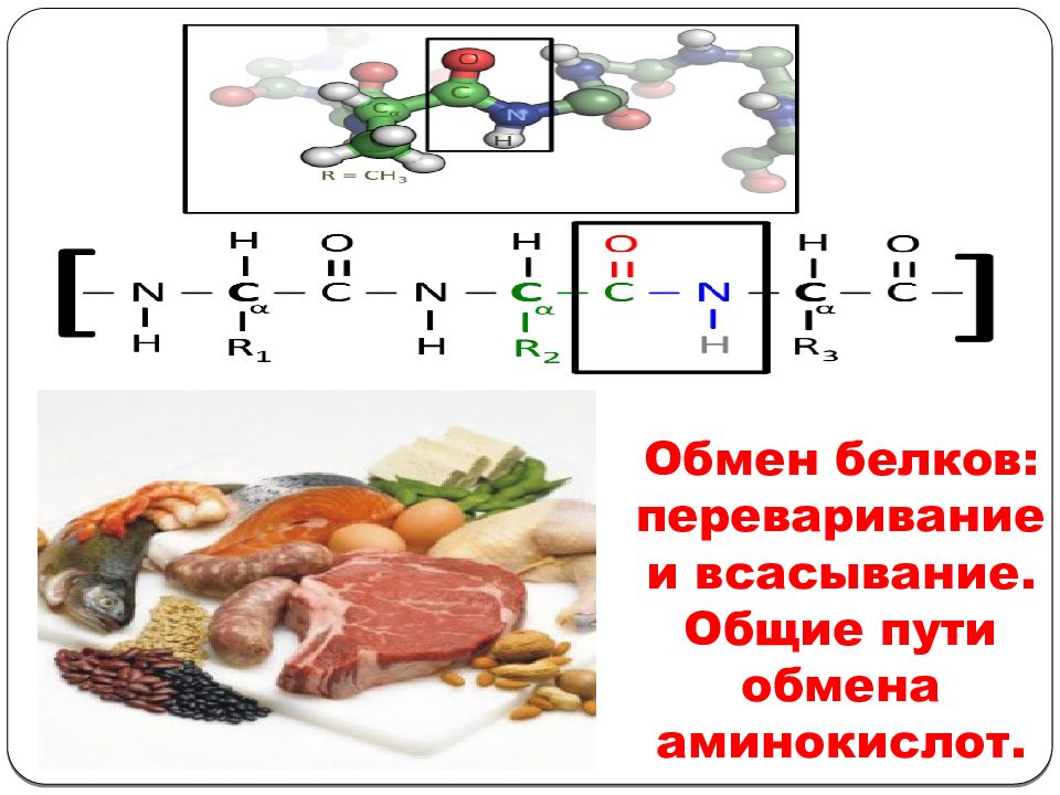 Общие пути обмена аминокислот. Переваривание аминокислот. Обмен белков. Обмен белков и аминокислот.