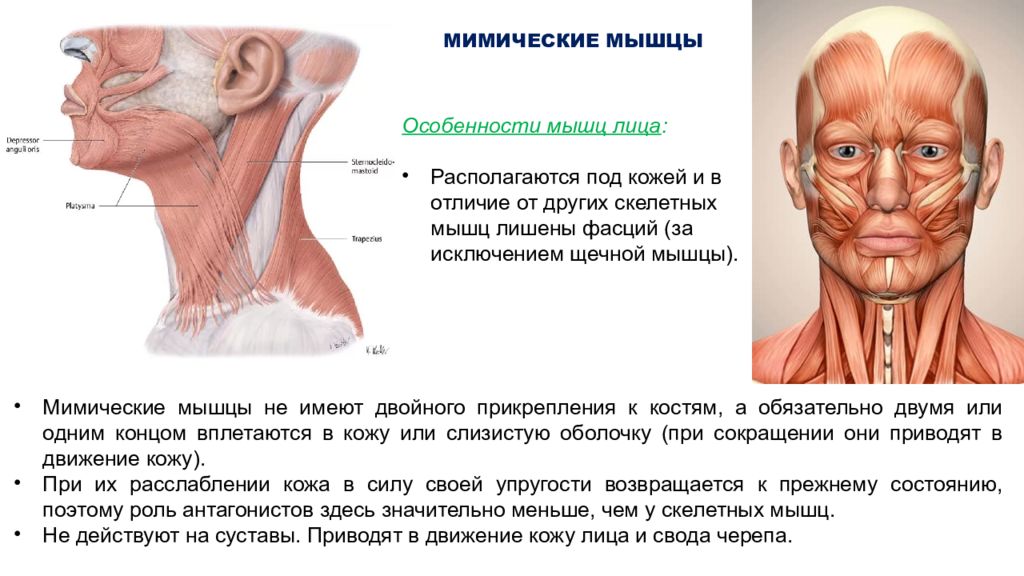 Особенности мимических мышц. Мимические мышцы лица и мышцы шеи анатомия. Функциональная анатомия мимических мышц. Фасции мышц лица.