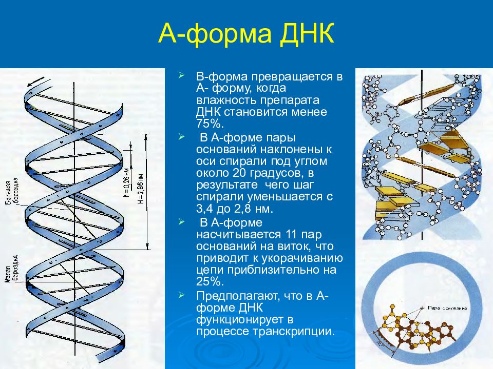 Какой длины днк. Формы структуры ДНК. A B Z формы ДНК. Формы спирали ДНК. Строение ДНК В форма.