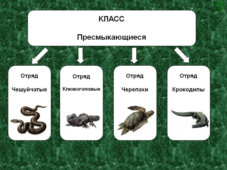 Многообразие рептилий презентация