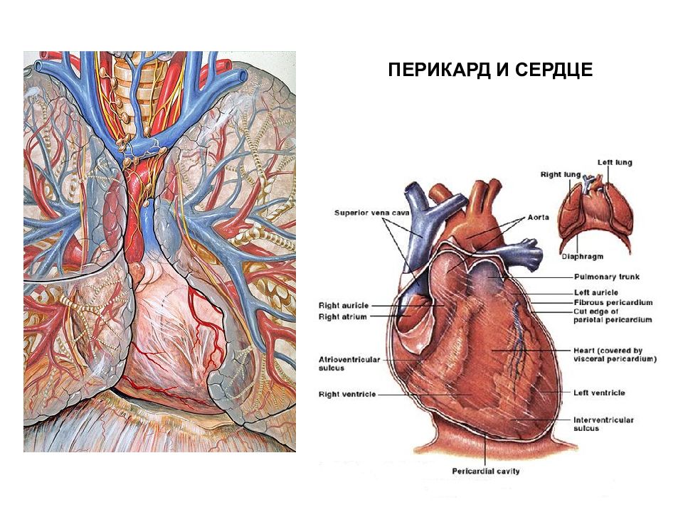 Перикард сердца. Кровоснабжение перикарда. Листки перикарда сердца.