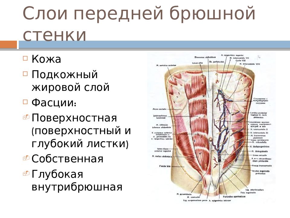 Поперечный распил передней брюшной стенки выше и ниже пупка схема